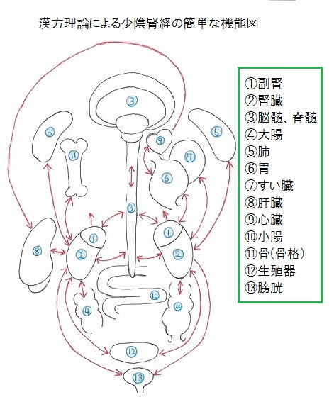 大阪枚方市の福本鍼灸院の腎臓治療の漢方的改善法